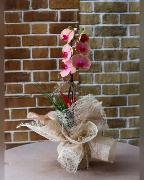 Tek Dallı Pastel Orkide