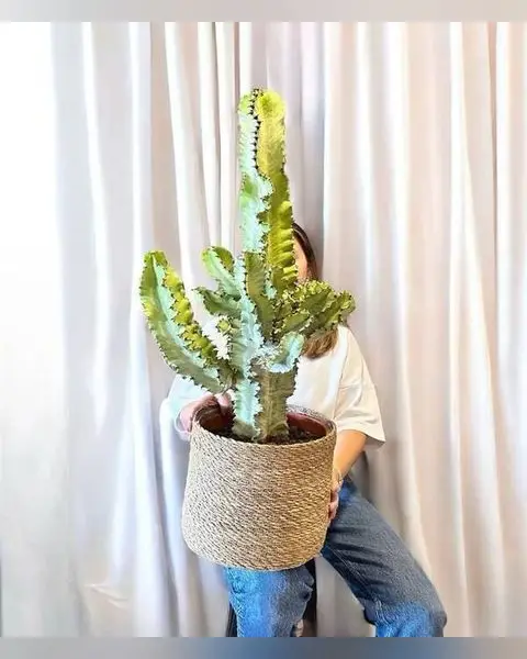 110 cm Saksılı Kaktüs