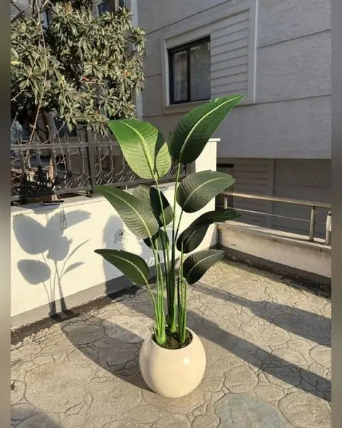 Saksıda Yapay Starliçe