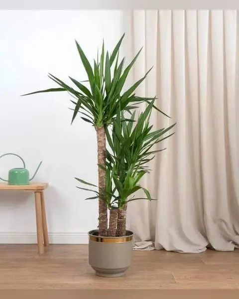 140 cm Üç Köklü Yuka