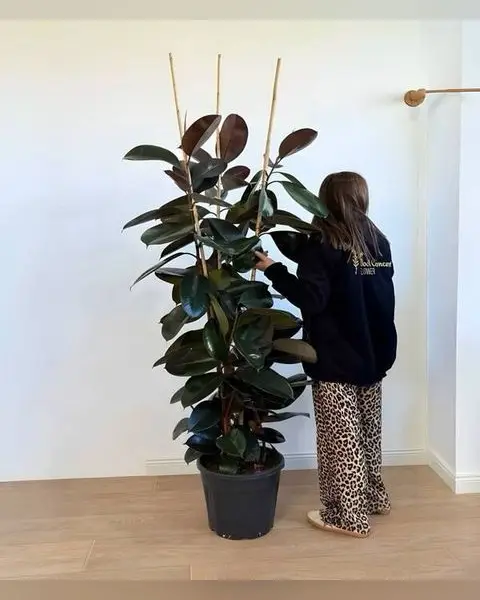 170 cm Üç Köklü Kauçuk Bitkisi